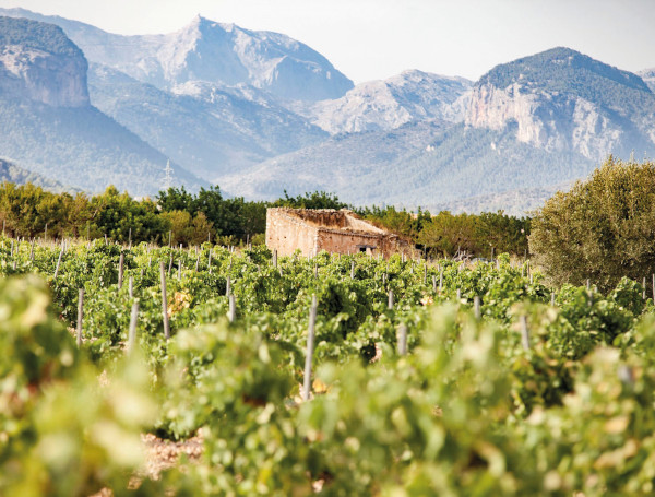 El vino mallorquín se promociona en la feria internacional más importante del sector
